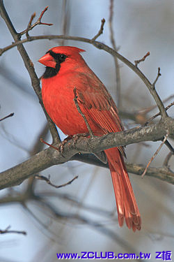 250px-Cardinalis_cardinalis_-Cleveland,_Ohio,_USA_-male-8.jpg