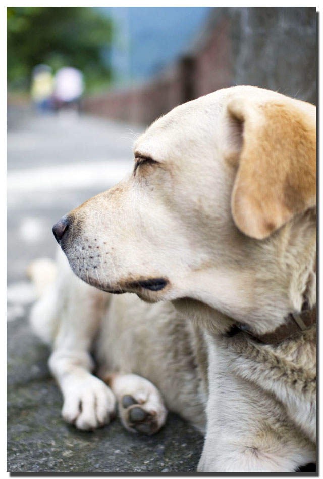 算警犬吧(大概),因為這是警員所養的狗狗,很乖巧喔!