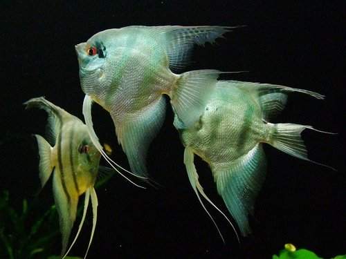 藍面神仙~水族館是這樣說的啦