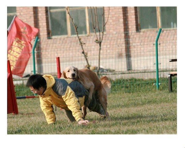 黃金獵犬騎人