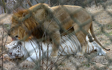 獅子騎老虎