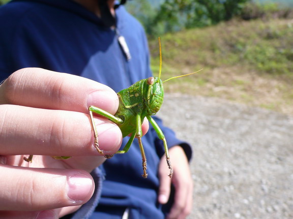 自動飛來的蚱蜢