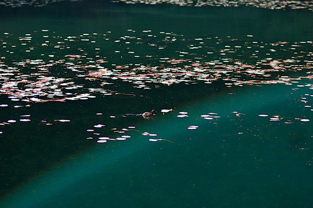 DSC_1700.jpg