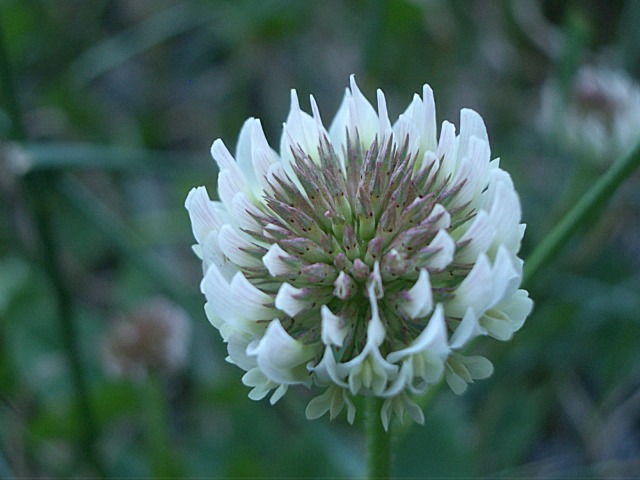 Flower II 092.jpg