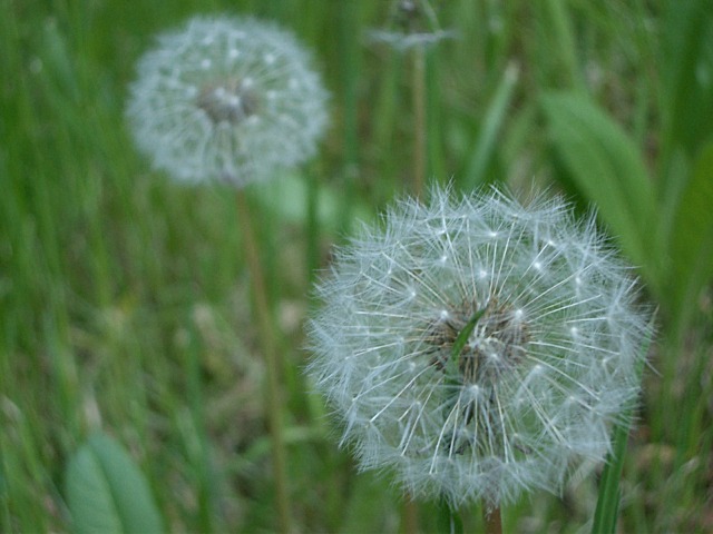 Flower II 111.jpg