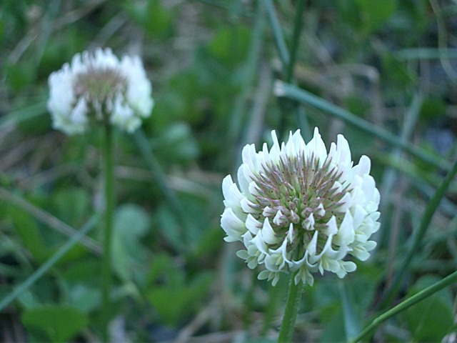 Flower II 093.jpg