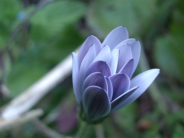 Flower II 105.jpg
