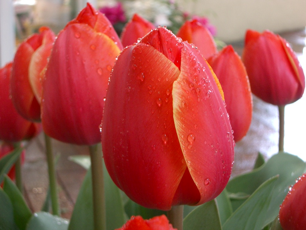 Tulip 224.jpg